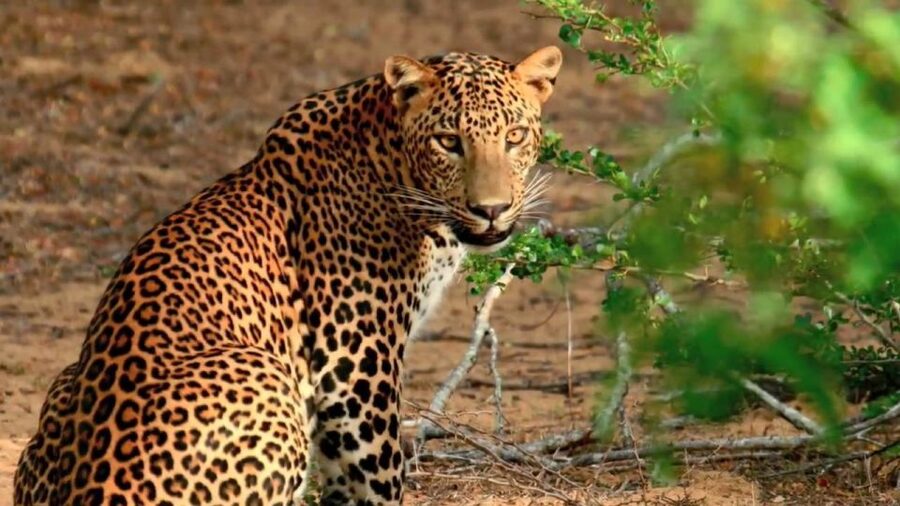 Wilpattu National Park Safari Tour from Kandy - Should You Book the Wilpattu National Park Safari from Kandy?