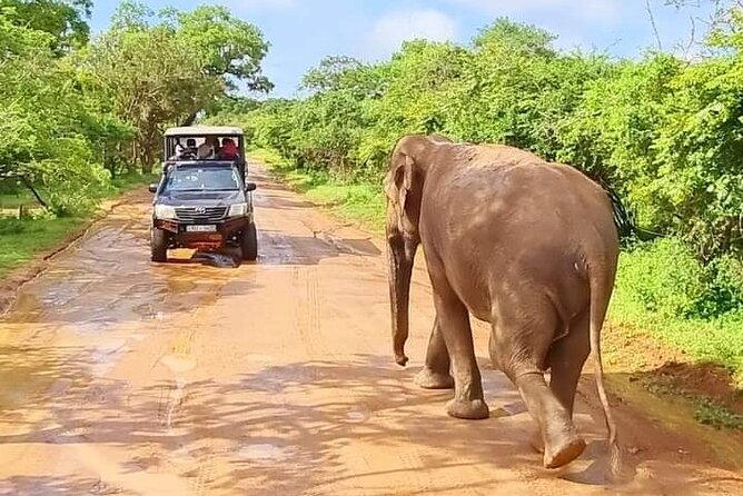 Wilpattu National Park Safari with Pigeon Island Tours - Key things to know before you go