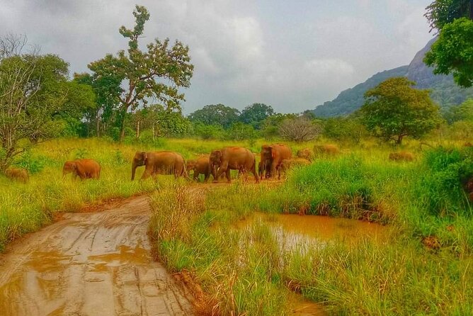 Wilpattu National Park Safari with Pigeon Island Tours - Wilpattu’s reputation isn’t hype: why leopards change your whole game plan