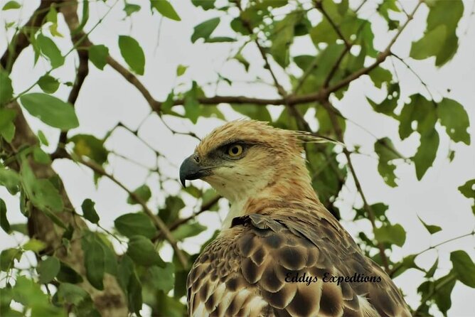 Wilpattu National Park Safari with Pigeon Island Tours - Price and value: what your $33 includes, and what you still pay at the gate