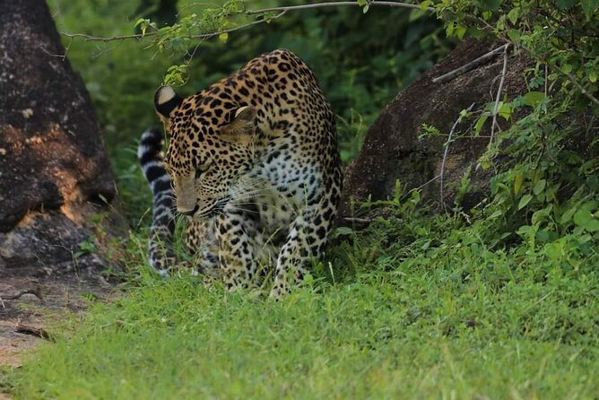 Wilpattu National Park Safari with Pigeon Island Tours - Group size, crowd reality, and how to avoid feeling disappointed