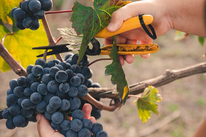 Wine Tasting and Winery Tour in Vesuvio National Park with Lunch - Vesuvius National Park vineyards: why the setting matters