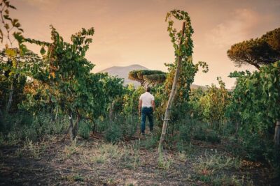 Wine Tasting and Winery Tour in Vesuvio National Park with Lunch - Vineyard walk and lava-stone cellar: what you’ll do on the ground