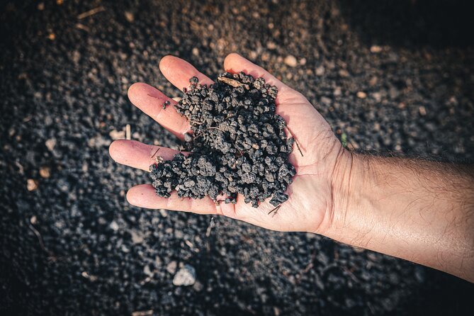Wine Tasting and Winery Tour in Vesuvio National Park with Lunch - Should you book this Vesuvius winery tour?