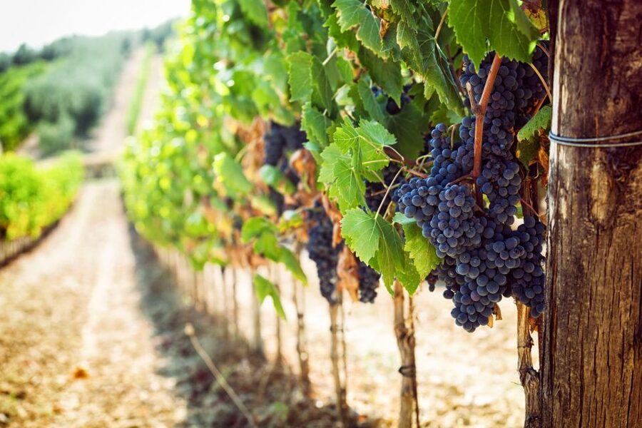Wine tasting in the Vesuvius National Park - Should You Book This Vesuvius Wine Tasting and Lunch?