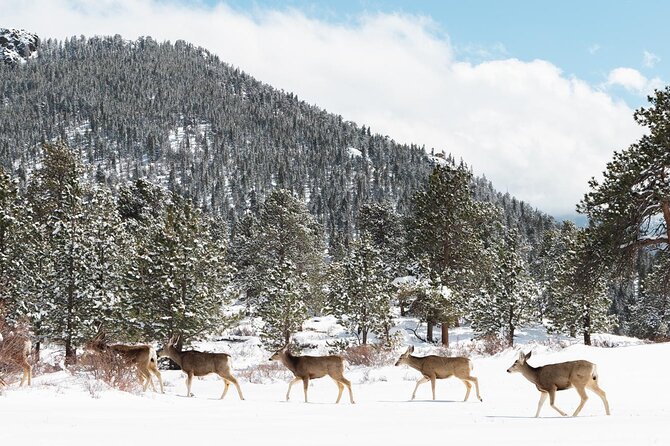 Winter / Spring Private Rocky Mountain National Park Guided Tour - Bear Lake Snowshoe Session: The Main Event (When It’s Workable)