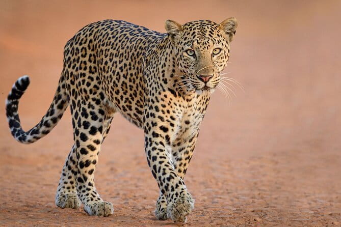 Yala and Udawalawa Safari Tour From Hambantota port - Key things to know before you go