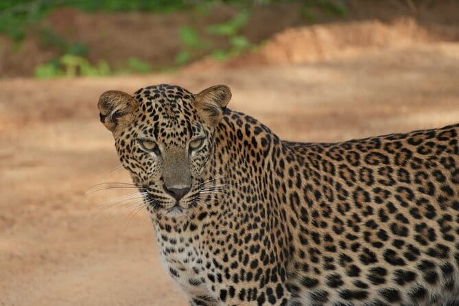 Yala and Udawalawa Safari Tour From Hambantota port - Hambantota Port pickup: the easy start that saves safari time