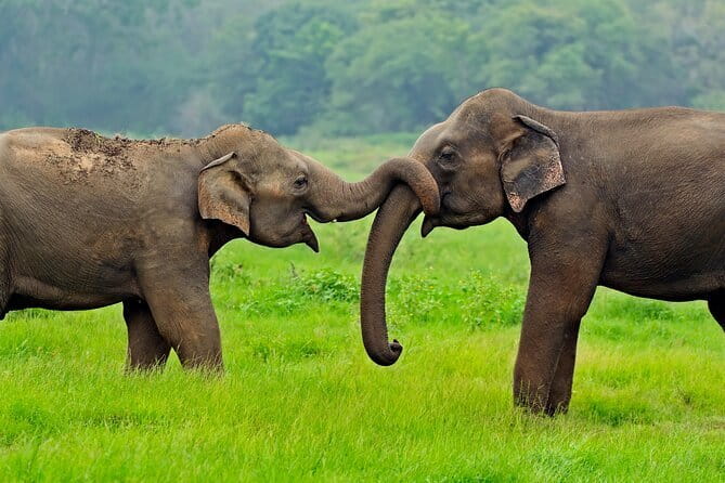 Yala and Udawalawa Safari Tour From Hambantota port - Timing choices: morning vs afternoon drives and how to maximize sightings