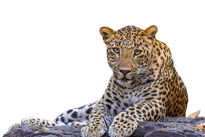 Yala Mk Safari Tour & Taxi Service - Yala National Park at golden-hour speed