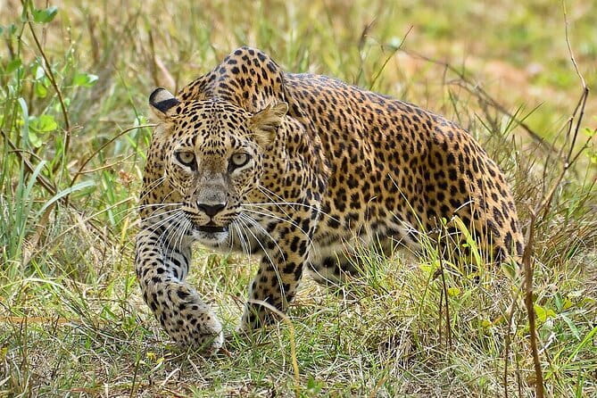 Yala Mk Safari Tour & Taxi Service - How the park visit actually plays out at the Main Entrance