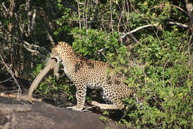 Yala Mk Safari Tour & Taxi Service - Driver-guide style: where the experience can shine or slip