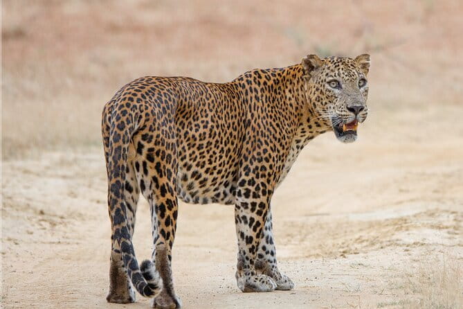 Yala Mk Safari Tour & Taxi Service - Routes and rhythm: major roads plus quieter trails