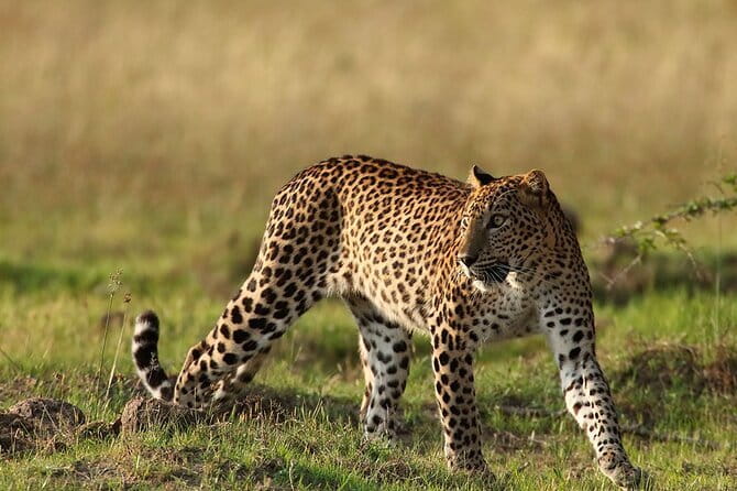 Yala Mk Safari Tour & Taxi Service - What you can expect to see in Yala
