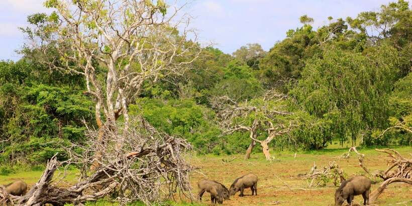 Yala: Morning or Afternoon All-inclusive Private Safari - Quick Checklist Before You Go