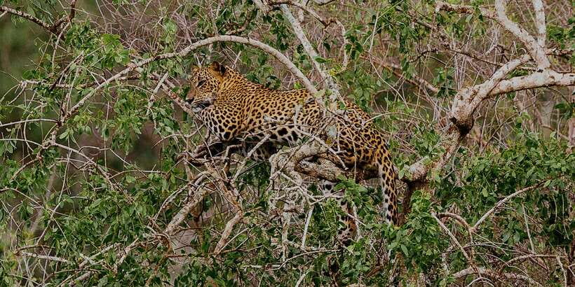 Yala: Morning or Afternoon All-inclusive Private Safari - Picking Up in Yala (and How to Think About the Timing)
