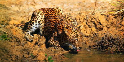 Yala: Morning or Afternoon All-inclusive Private Safari - The Ride Into Yala: Door-to-Park Convenience