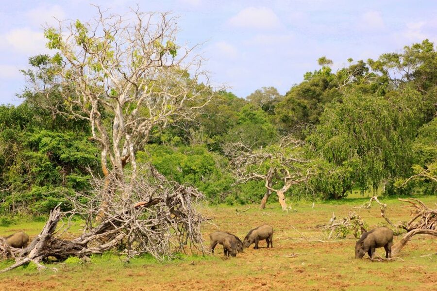 Yala: Morning or Afternoon All-inclusive Private Safari - Wildlife You Can Look For: Leopards and the Stuff Around Them
