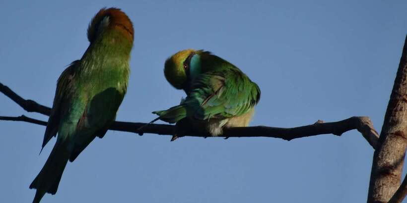 Yala: Morning or Afternoon All-inclusive Private Safari - Your Guide and Driver: What Makes the Difference