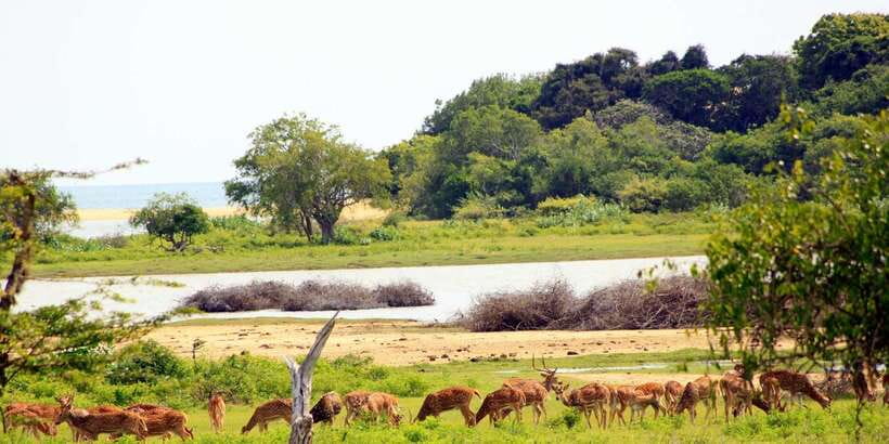 Yala: Morning or Afternoon All-inclusive Private Safari - Photo Stops, Snacks, and the Comfort Factor Nobody Mentions