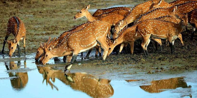 Yala: Morning or Afternoon All-inclusive Private Safari - Price and Value: Why $90 Can Work for a Private Safari