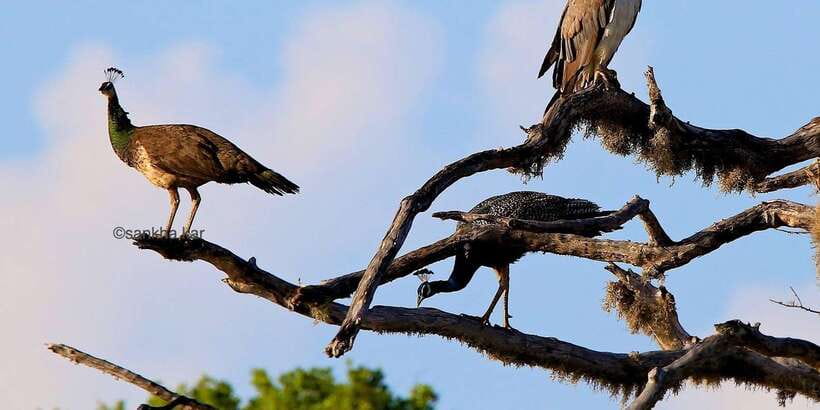 Yala: Morning or Afternoon All-inclusive Private Safari - Who This Safari Fits Best (and Who Should Skip It)