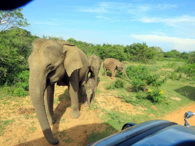 Yala National Park: 7 hour & 12 hour Leopard Safari Tours - Who should book this safari, and who should skip it
