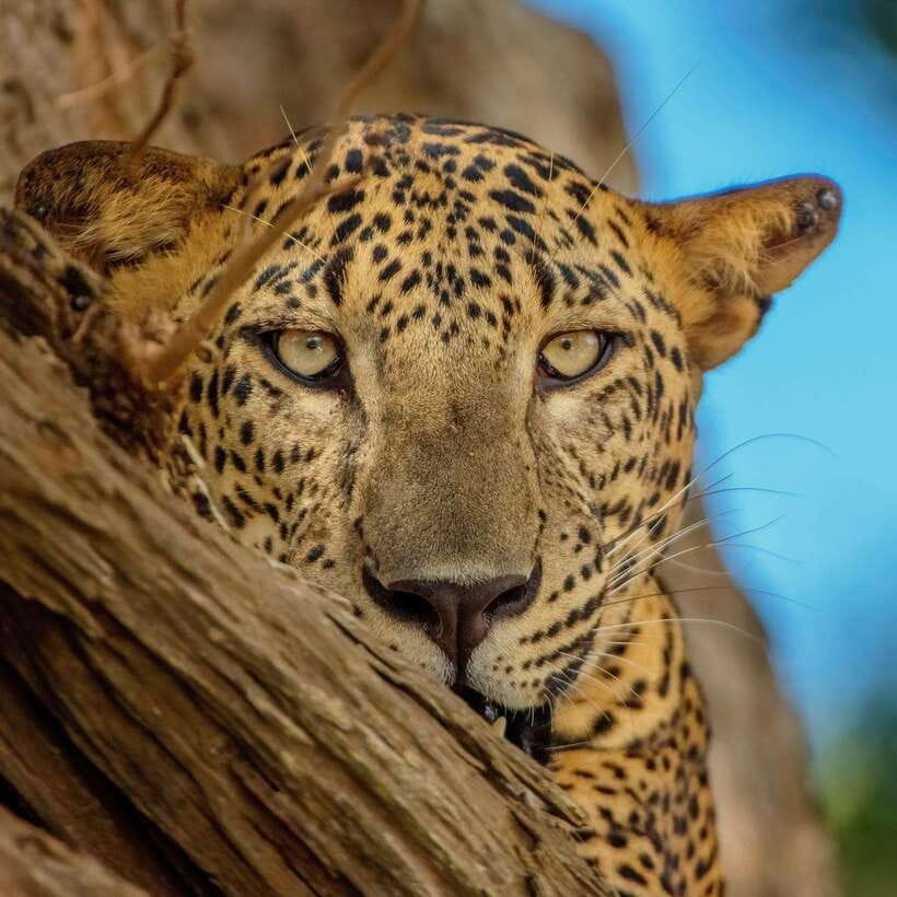 Yala National Park: 7 hour & 12 hour Leopard Safari Tours - Yala’s leopard odds are the whole point of this day