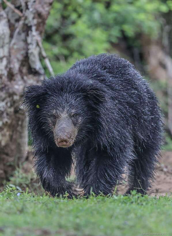 Yala National Park: 7 hour & 12 hour Leopard Safari Tours - Inside the park: photo stops, guided routes, and the waiting game