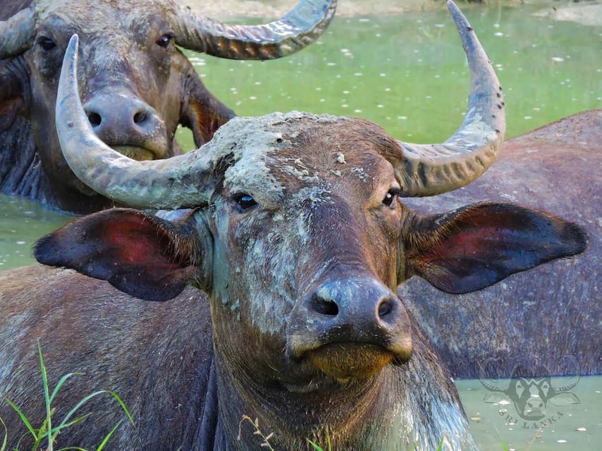 Yala National Park: 7 hour & 12 hour Leopard Safari Tours - Leopards are the goal, but the guide’s real job is positioning
