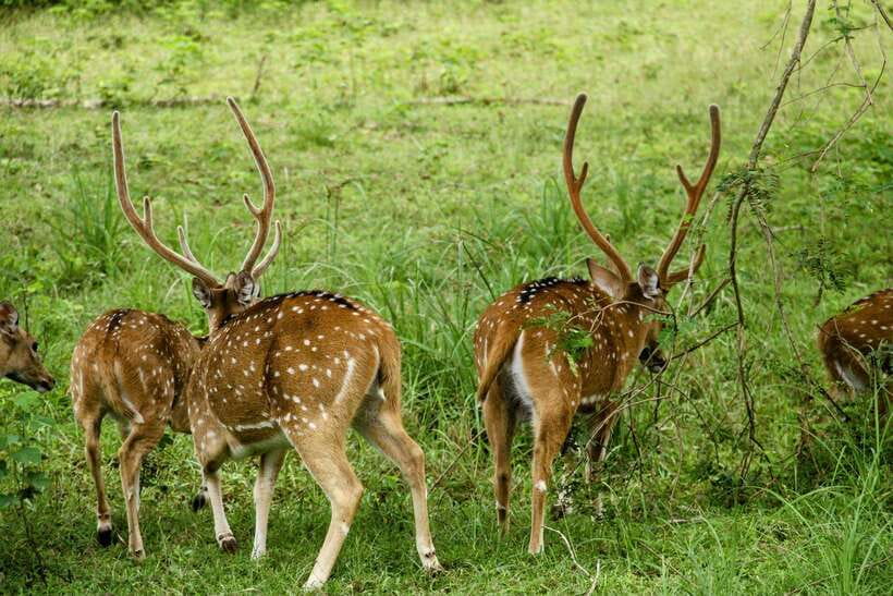 Yala National Park: 7 hour & 12 hour Leopard Safari Tours - Breakfast picnic and lunch: how food fits into a long wildlife day