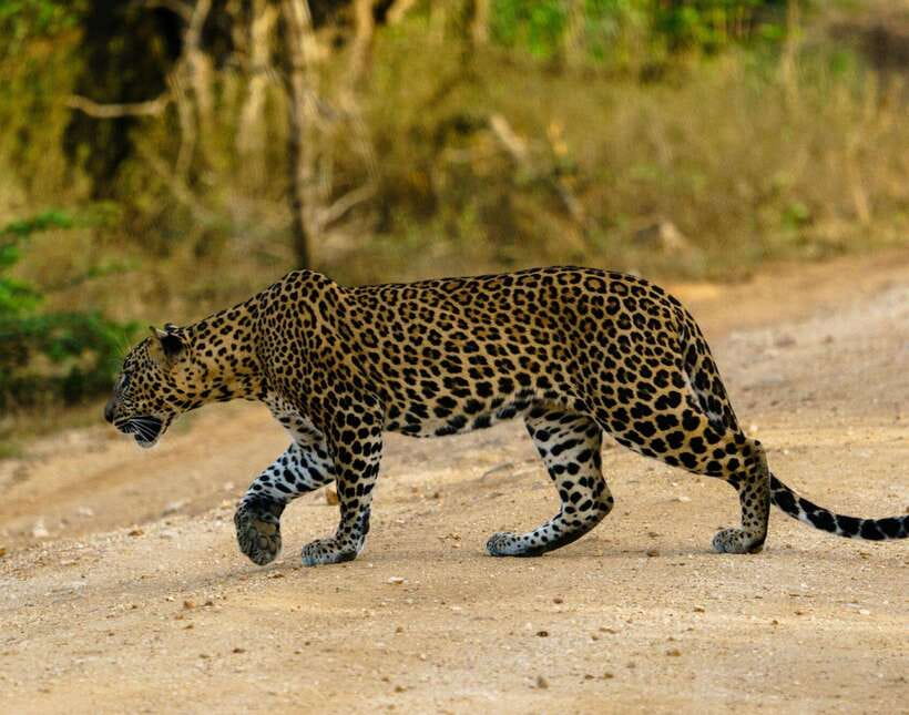 Yala National Park: 7 hour & 12 hour Leopard Safari Tours - Jeeps, comfort, and what to bring for a rough-and-real safari day