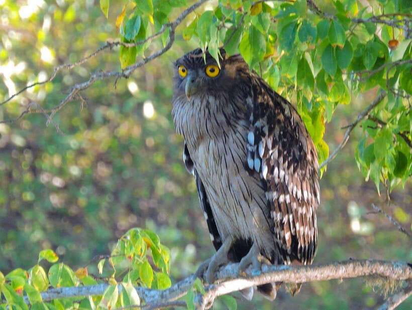 Yala National Park: 7 hour & 12 hour Leopard Safari Tours - Price and value: $18 is the start, not the whole budget