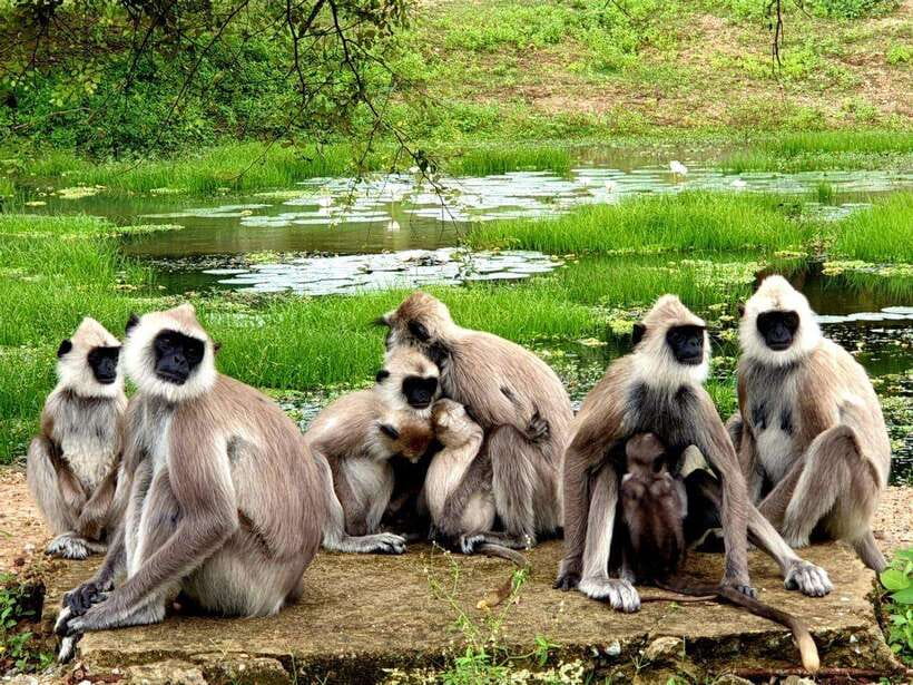 Yala National Park: 7 hour & 12 hour Leopard Safari Tours - Getting to Yala: pickup options and the early-start rhythm