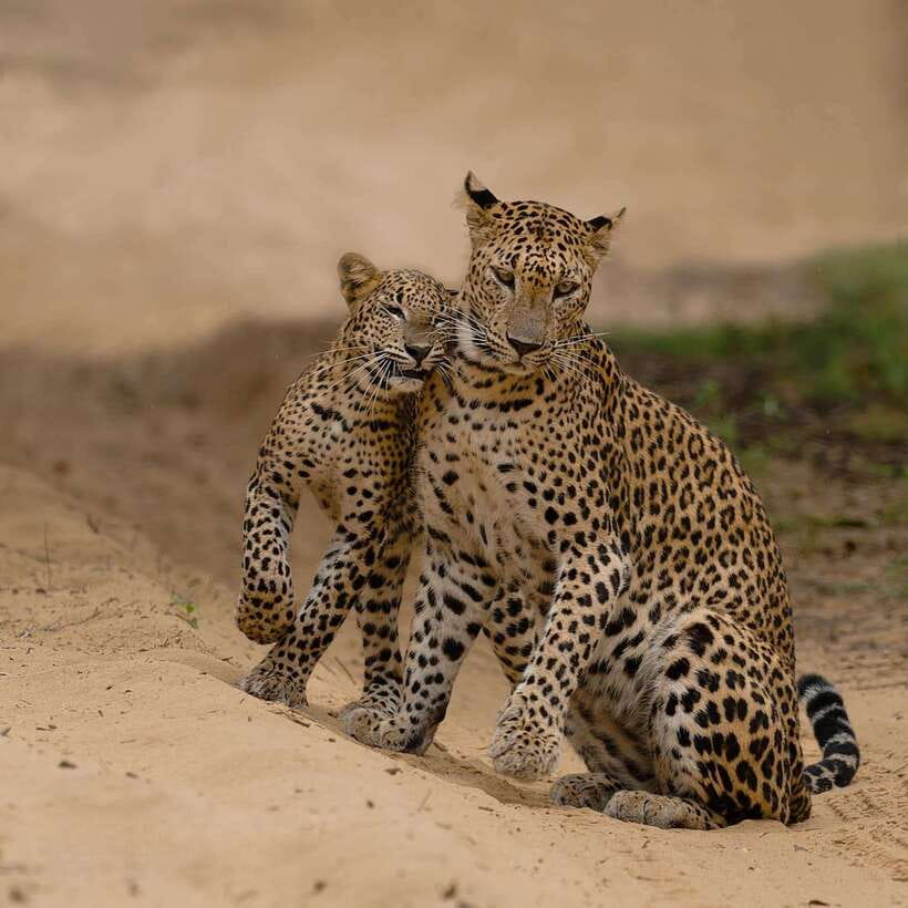Yala National Park: 7 hours or 12 hours Leopard Wild Safari - Should you book this Leopard Wild Safari in Yala?