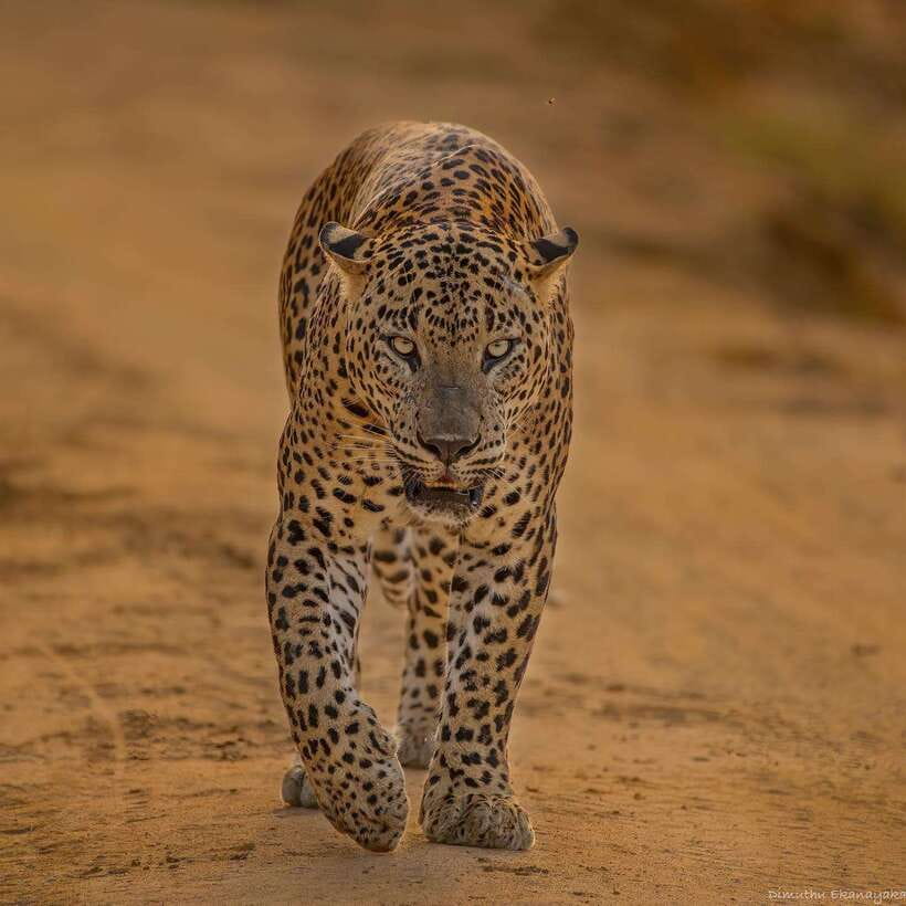 Yala National Park: 7 hours or 12 hours Leopard Wild Safari - What happens on safari: guided tracking, changing terrain, and timing