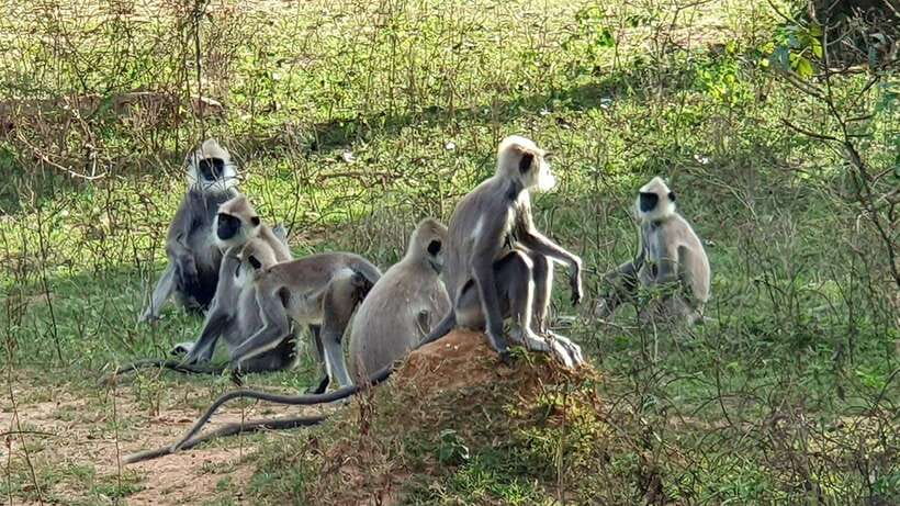 Yala National Park: 7 hours or 12 hours Leopard Wild Safari - Wildlife beyond leopards: the bonus sightings that make the day
