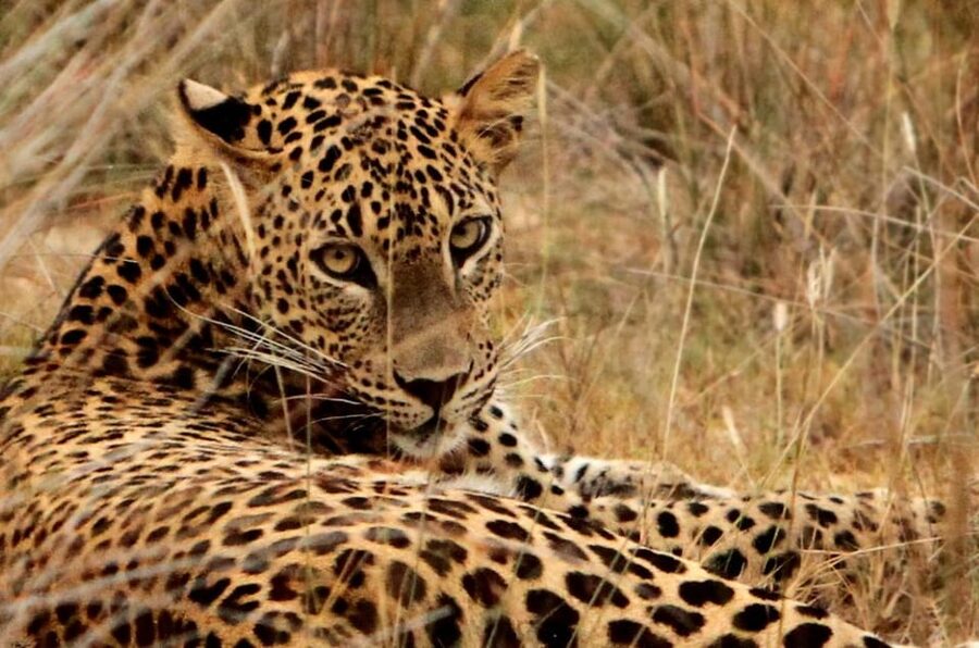 Yala National Park: 7 hours or 12 hours Leopard Wild Safari - Price and value reality: the $11 cost and the entrance ticket