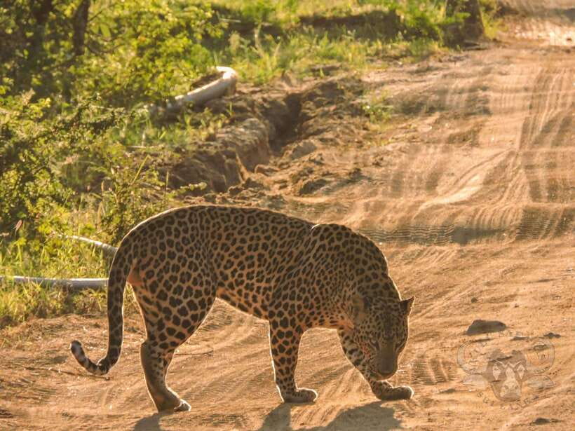 Yala National Park: 7 hours or 12 hours Leopard Wild Safari - Getting in and out: pickup towns and the ride in a 4x4 jeep