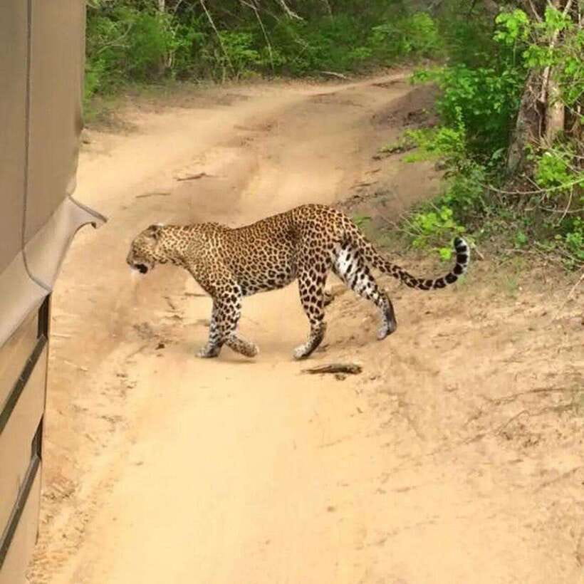 Yala National Park: All Inclusive Private Safari Day Trip - Yala’s leopard odds: what you’re really paying for in a one-day private safari