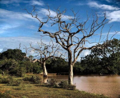 Yala National Park: All Inclusive Private Safari Day Trip - Morning vs evening safari: choosing the right pickup time for better odds