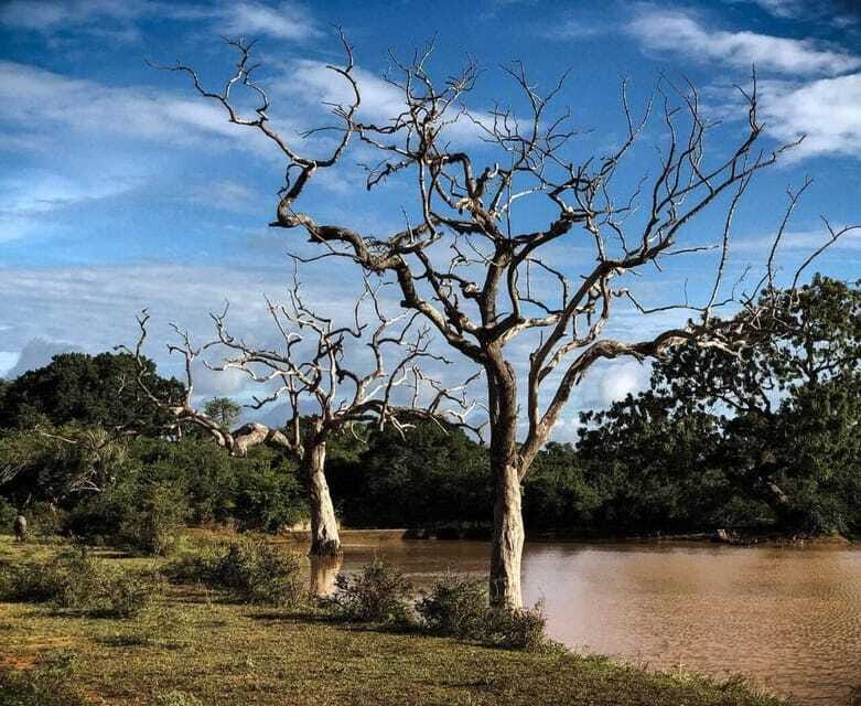 Yala National Park: All Inclusive Private Safari Day Trip - The 4-hour Yala jeep safari: what the guided drive is like