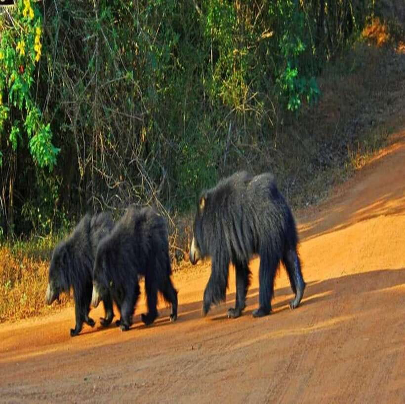 Yala National Park: All Inclusive Private Safari Day Trip - The guide experience: English or German, with real names showing up