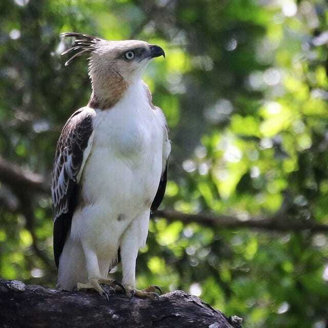 Yala National Park: All Inclusive Private Safari Day Trip - What to do before you go: a quick checklist that helps your odds
