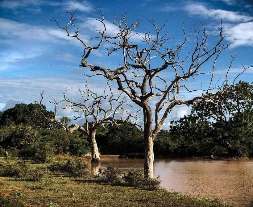 Yala National Park: All Inclusive Private Safari Day Trip - Morning vs evening safari: choosing the right pickup time for better odds