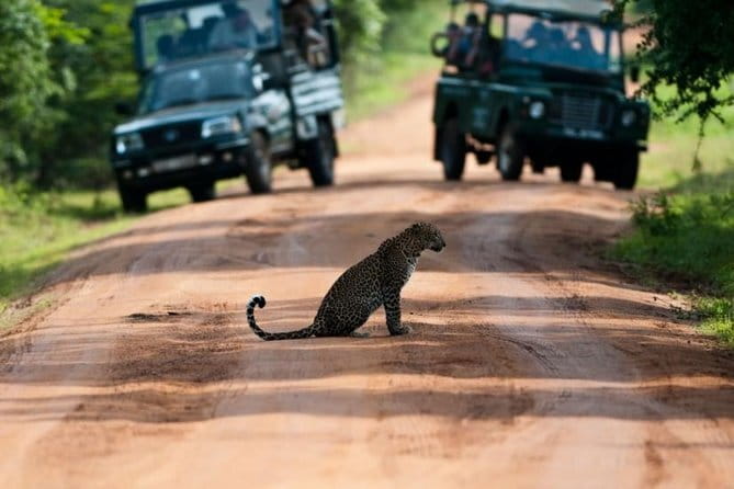 Yala National Park (Day Tour) - Pickup and Private Transport: Where the Day Starts to Go Right