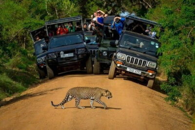 Yala National Park (Day Tour) - Stop 1: Yala National Park—What You’re Actually Going to Do