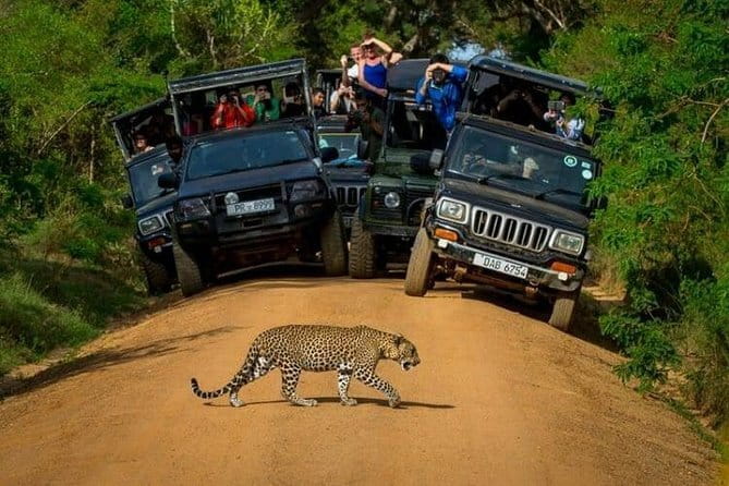 Yala National Park (Day Tour) - Stop 1: Yala National Park—What You’re Actually Going to Do