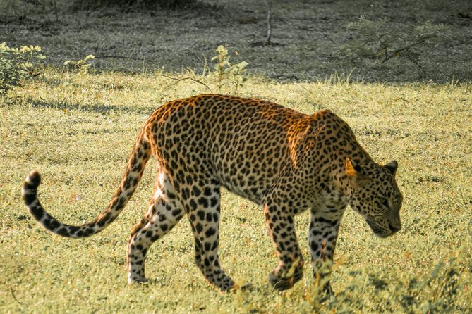 Yala National Park Entrance Ticket with Private Safari - Why Buying Yala Entry in Advance Can Feel Like Cheating