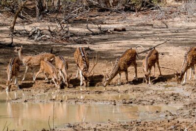 Yala National Park Entrance Ticket with Private Safari - What You’re Actually Targeting in Yala